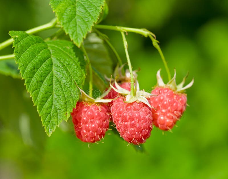 Ripe raspberry, hanging on a bush. Ripe raspberry, hanging on a bush