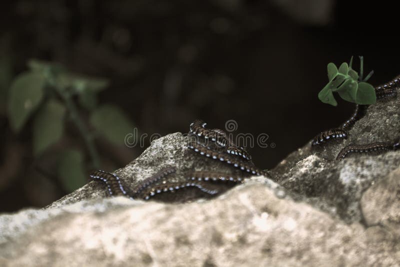 The swarming millipedes form an assembly on the surface of the embankment, usually appearing this much due to the moist environment after rain. The swarming millipedes form an assembly on the surface of the embankment, usually appearing this much due to the moist environment after rain.