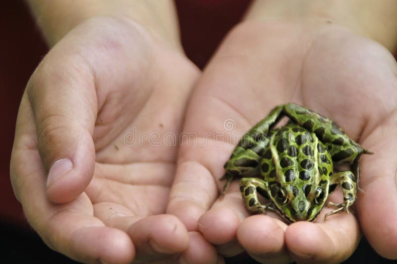 我朋友的蛙 免版税库存照片