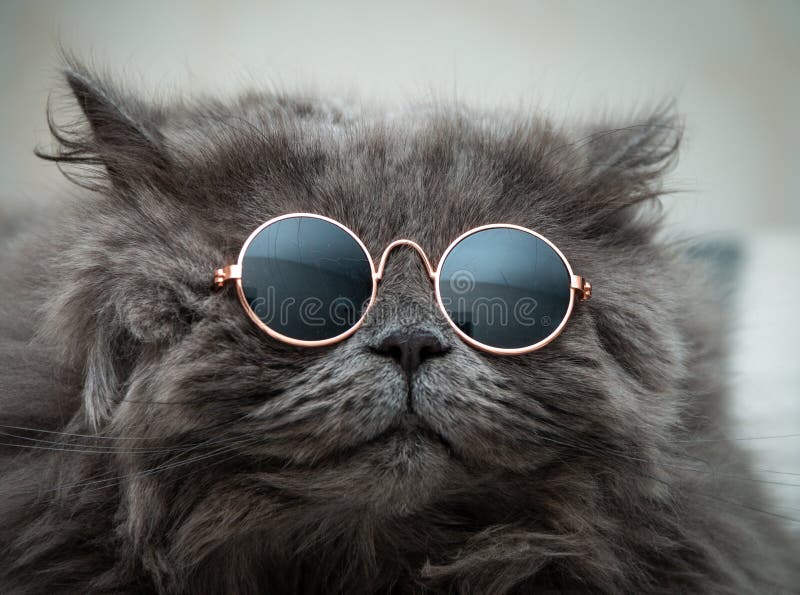 戴圆墨镜的搞笑猫特写. 英国长猫 图库摄影