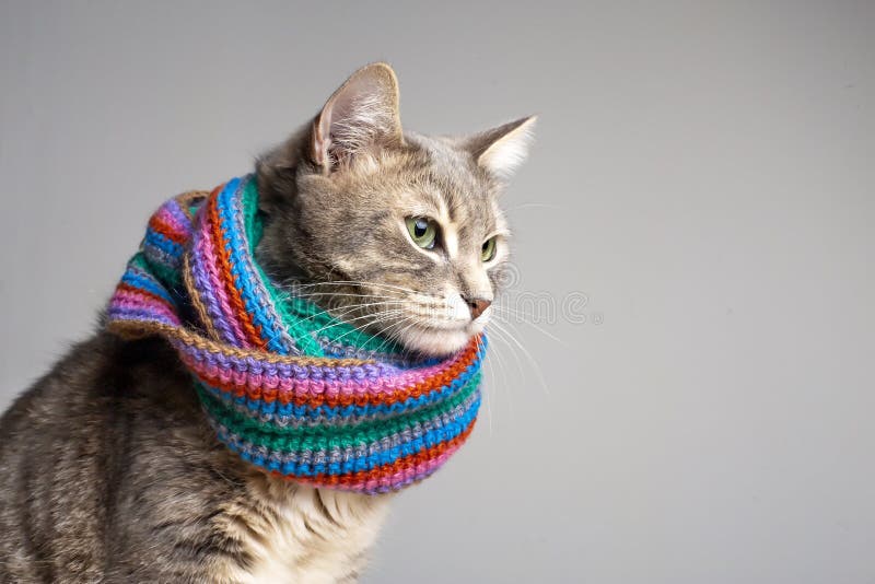 戴着彩色针织围巾的可爱猫，为寒秋冬做好了准备，在斯罗诺努的凄凉外观美丽，有绿眼
