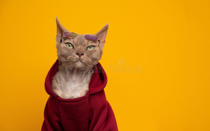 戴着红色连帽衫的戴文·雷克斯猫看上去很酷，戴着圆色的墨镜。 免版税库存照片