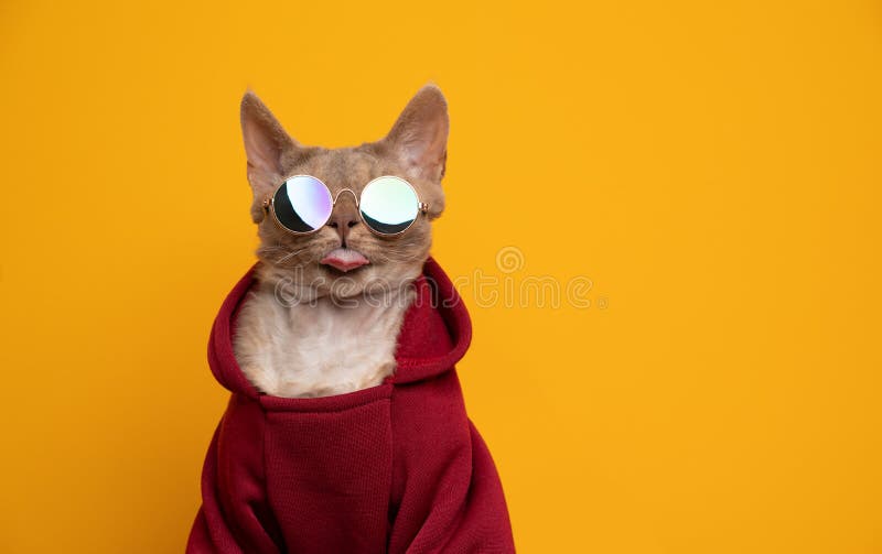 戴红帽的酷猫肖像，戴着圆圆的墨镜 免版税库存照片