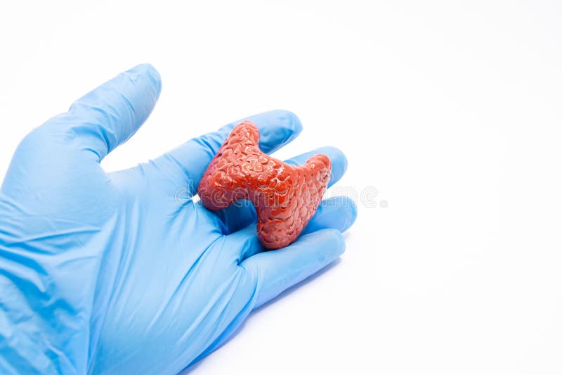 戴蓝色医用手套的医生拿着白色背景中甲状腺的解剖图 免版税库存图片