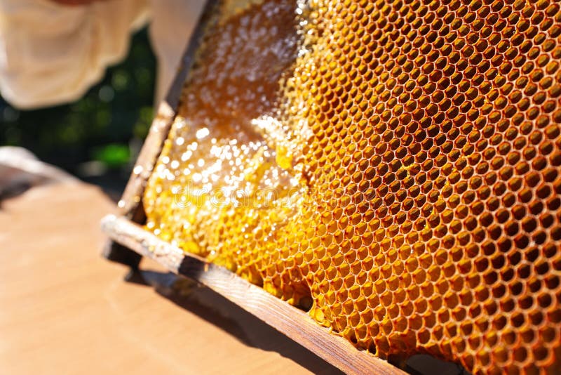 Uncapped honeycomb frame on wooden table outdoors. Uncapped honeycomb frame on wooden table outdoors