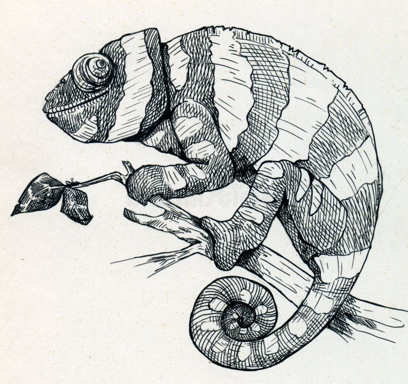 Hand drawn ink sketch of a smiling chameleon clinging to a thin branch. Hand drawn ink sketch of a smiling chameleon clinging to a thin branch.