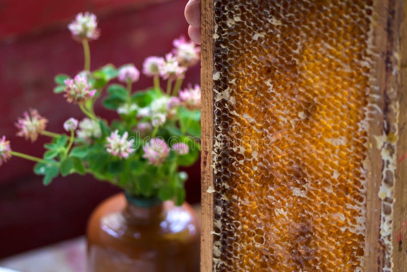 Hand holds uncapped fresh honeycomb full with the  honey in background of a bouquet of pink clovers ,  beekeeping, apiculture concept. Hand holds uncapped fresh honeycomb full with the  honey in background of a bouquet of pink clovers ,  beekeeping, apiculture concept