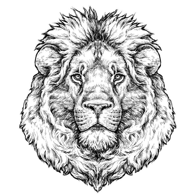 Hand drawn portrait of lion. Vector illustration isolated on white. Realistic drawing of animal. Hand drawn portrait of lion. Vector illustration isolated on white. Realistic drawing of animal