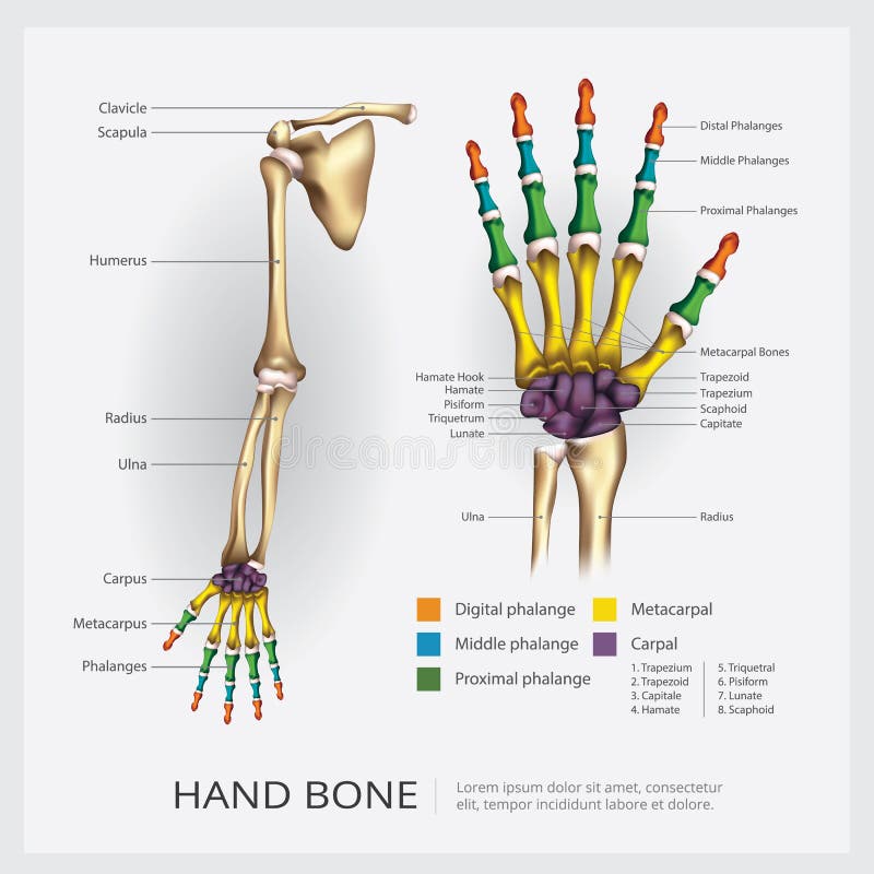 Arm and Hand Bone Vector Illustration. Arm and Hand Bone Vector Illustration