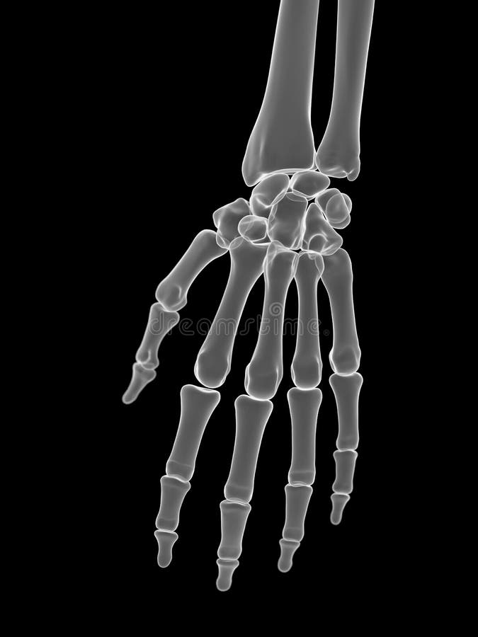 3d rendered medically accurate illustration of the hand bones. 3d rendered medically accurate illustration of the hand bones