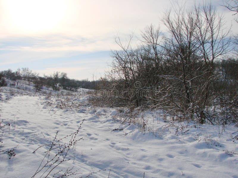 A panorama of a barely trodden path in the forest belt of the snowy steppe under the rays of the blinding frosty sun against the background of the white-blue sky on the horizon. A panorama of a barely trodden path in the forest belt of the snowy steppe under the rays of the blinding frosty sun against the background of the white-blue sky on the horizon.