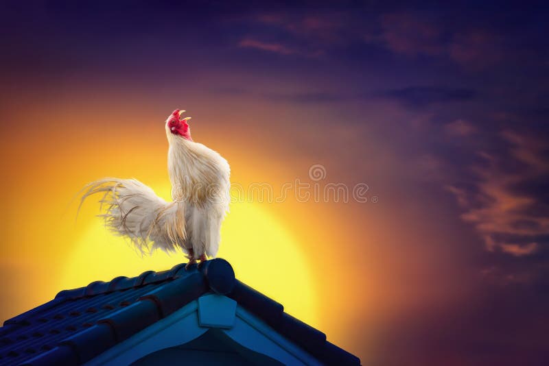 White rooster chicken crowing on roof and beautiful sunrise sky with early morning concept. White rooster chicken crowing on roof and beautiful sunrise sky with early morning concept.