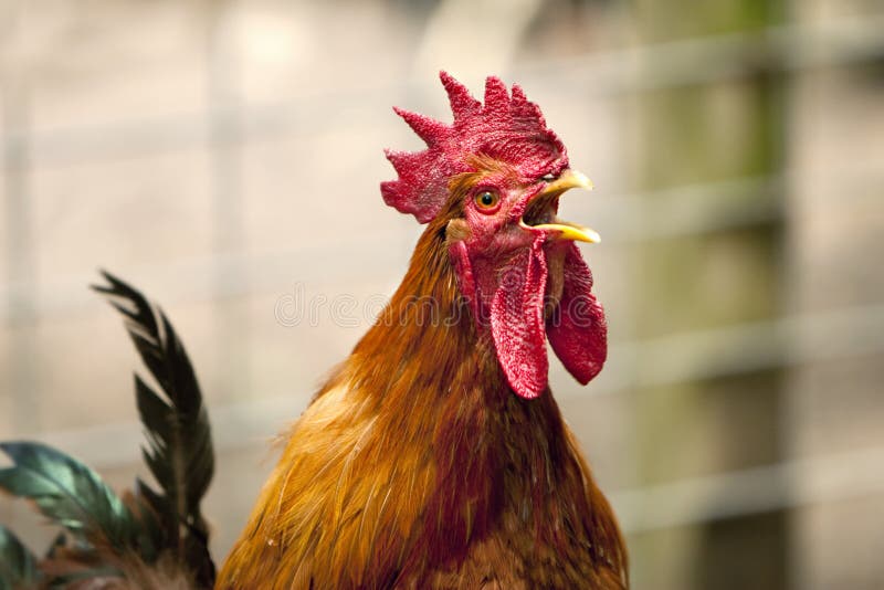 Beautiful crowing black and orange rooster in barnyard with natural background. Beautiful crowing black and orange rooster in barnyard with natural background.