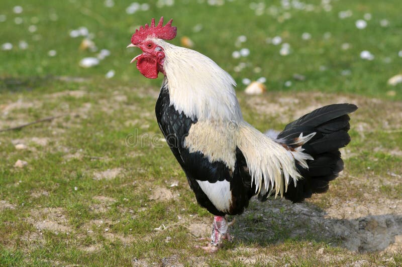 Closeup of black and white rooster (Gallus) crowing and view of profile. Closeup of black and white rooster (Gallus) crowing and view of profile