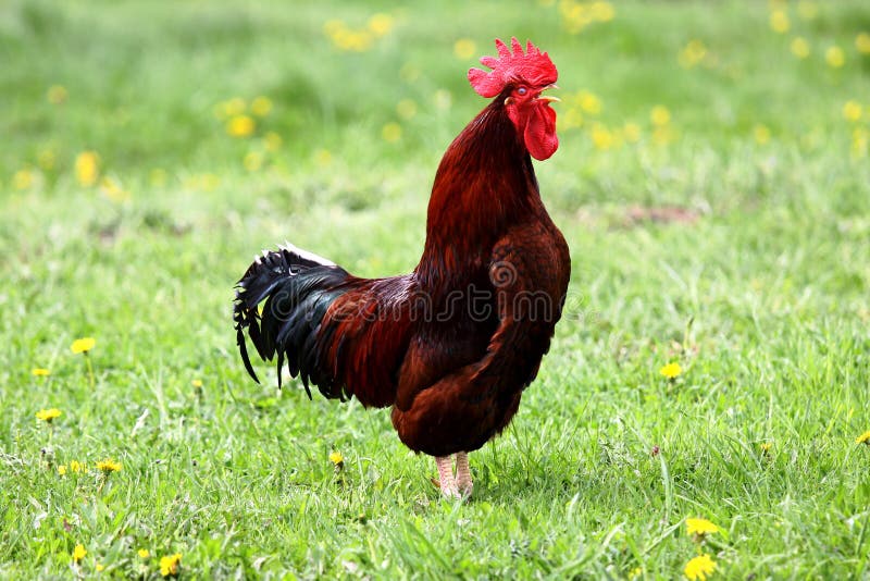 Rooster standing in green meadow and crowing. Rooster standing in green meadow and crowing