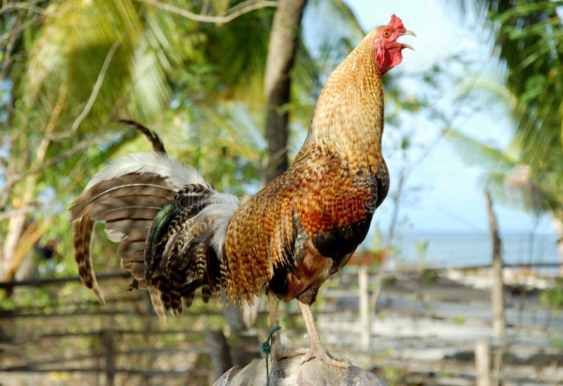 Proud fighting rooster crowing at his turf in a tropical environment. Proud fighting rooster crowing at his turf in a tropical environment.