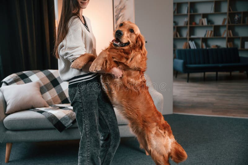 抱着站在后腿上的宠物. 可爱的金毛犬和主人漂亮的年轻女人在家里 免版税库存照片