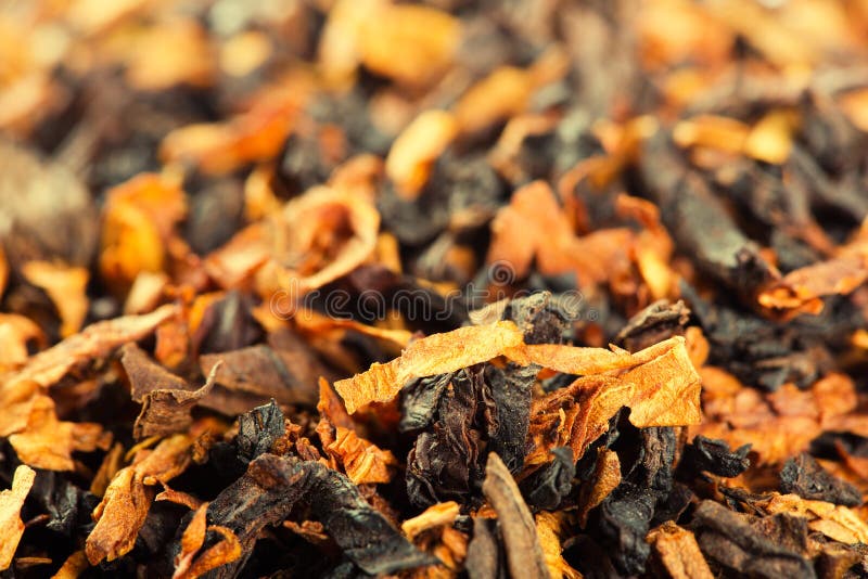 烟草 免版税库存照片