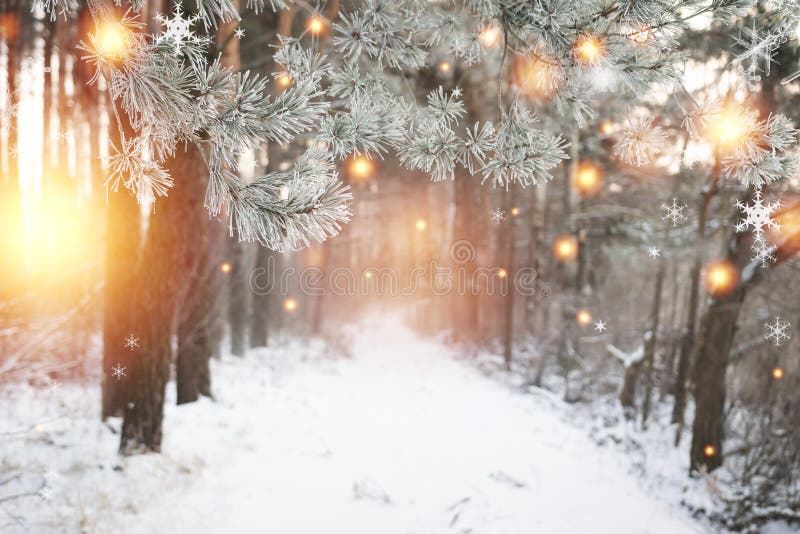 Christmas background. Winter forest with glowing snowflakes. Christmas forest with snowy road. Pine branches with hoarfrost. Xmas and New Year time in december. Christmas background. Winter forest with glowing snowflakes. Christmas forest with snowy road. Pine branches with hoarfrost. Xmas and New Year time in december.