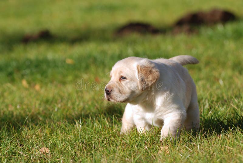 Little Yellow Labbrador retriever puppy. Little Yellow Labbrador retriever puppy