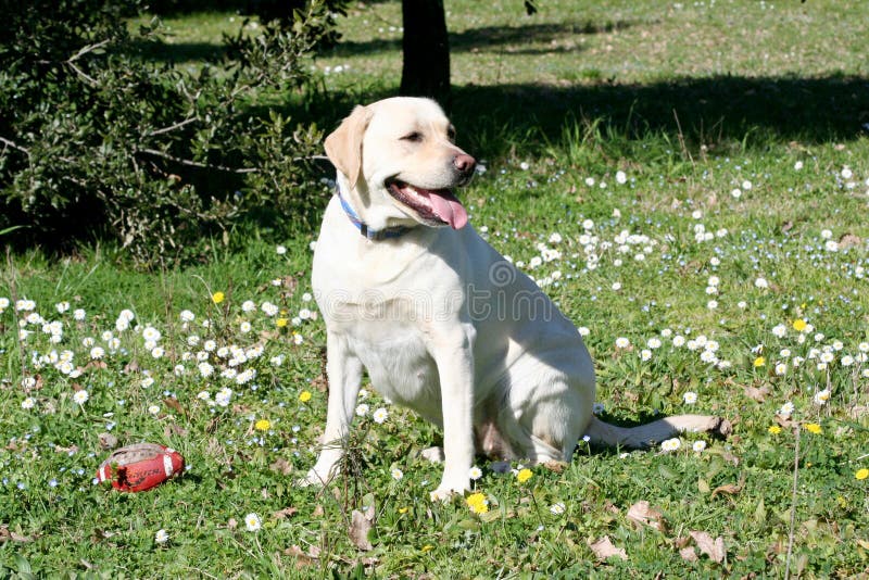 A beautiful labrador dog is sitting on a green meadow with flowers and a rugby ball. A beautiful labrador dog is sitting on a green meadow with flowers and a rugby ball