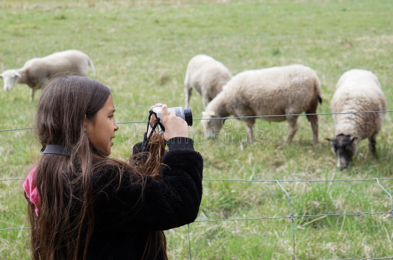 A young girl taking photos of sheeps. A young girl taking photos of sheeps