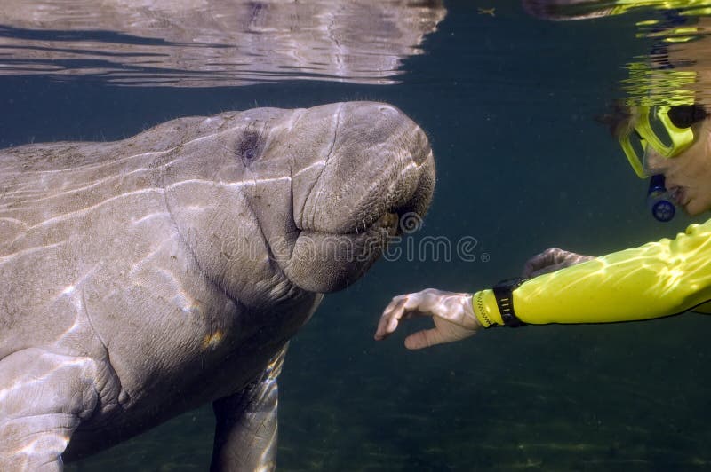 Close to the water surface, a manatee and a woman snorkeler are facing each other, both are reflected on the surface of the water. Close to the water surface, a manatee and a woman snorkeler are facing each other, both are reflected on the surface of the water.