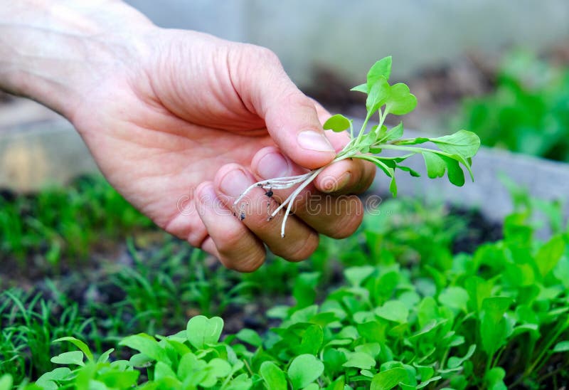 Male`s hand holding microgreens on seedbed background. Farmer inspect fresh rocket salad sprouts in garden. Healthy food concept. Male`s hand holding microgreens on seedbed background. Farmer inspect fresh rocket salad sprouts in garden. Healthy food concept.