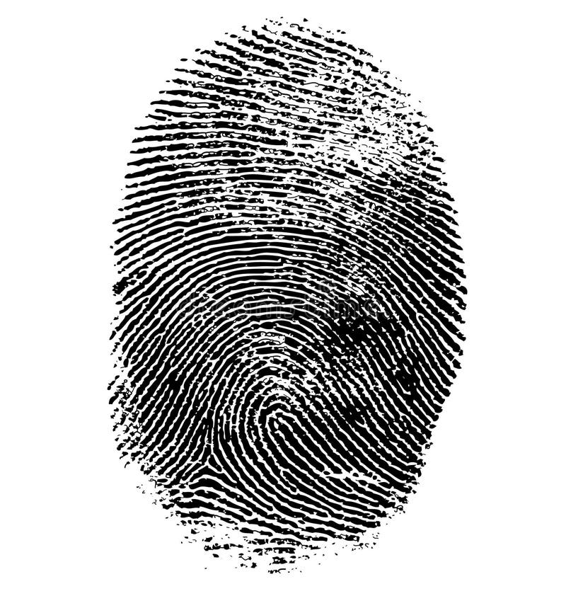 Vector illustration of fingerprint on white. Vector illustration of fingerprint on white