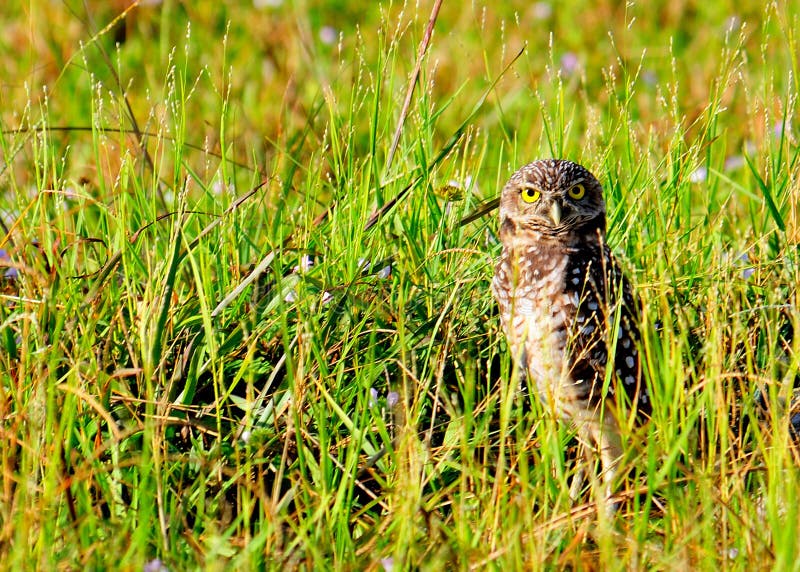 Vigilant Burrowing Owl safe guarding and protecting his nest on a sunny afternoon. Vigilant Burrowing Owl safe guarding and protecting his nest on a sunny afternoon.