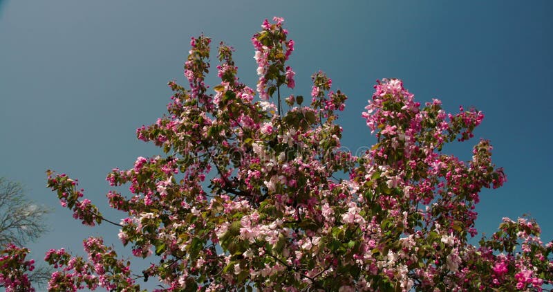 挥动在风4K FS700冒险旅行7Q的微风的樱桃绽放植物