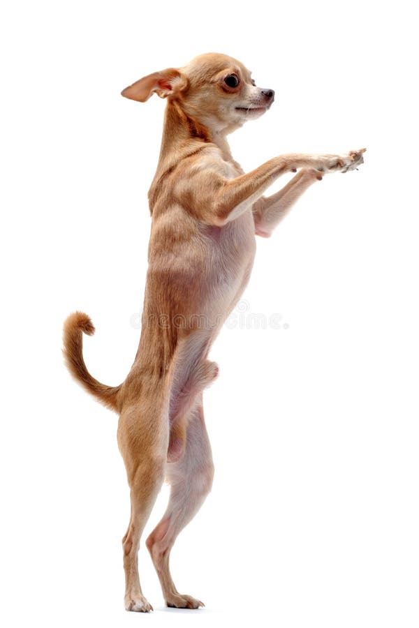 Portrait of a cute purebred chihuahua standing on his hind legs. Portrait of a cute purebred chihuahua standing on his hind legs