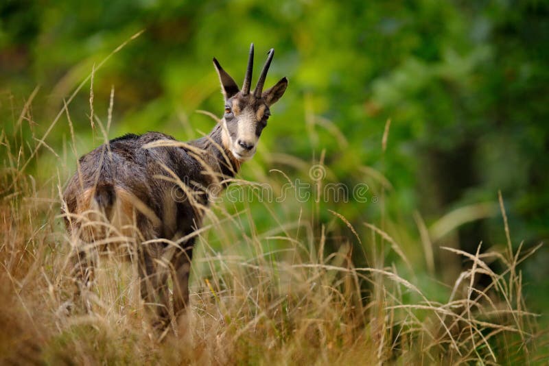 捷克学生山岩石山林中的chamois rupicapra rupicapra. 野生动物场景 免版税库存照片