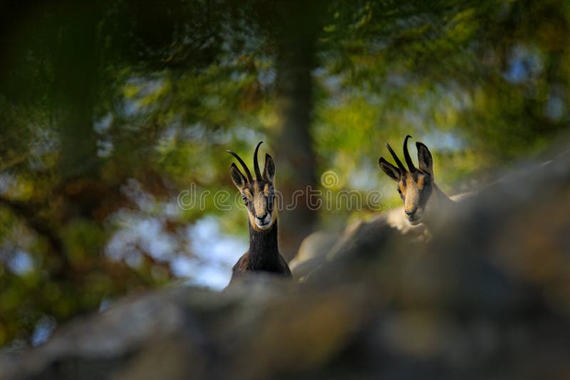 捷克学生山岩石山林中的chamois rupicapra rupicapra. 野生动物场景 库存照片