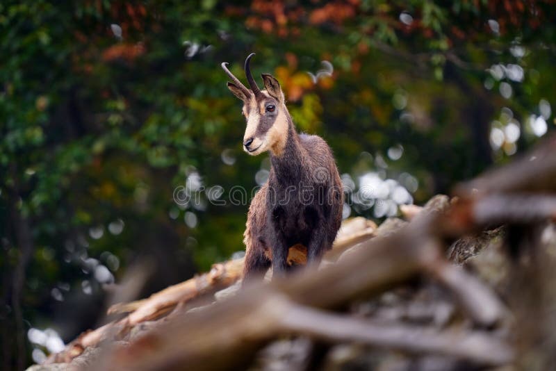 捷克学生山岩石山林中的chamois rupicapra rupicapra. 野生动物场景 免版税库存图片