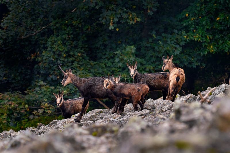 捷克学生山岩石山林中的chamois rupicapra rupicapra. 野生动物场景 库存图片