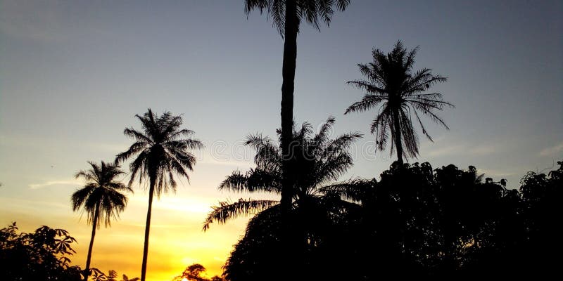 掌树日落金太阳 库存照片