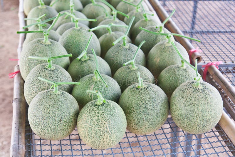 采摘的日本哈密瓜集合 免版税库存照片