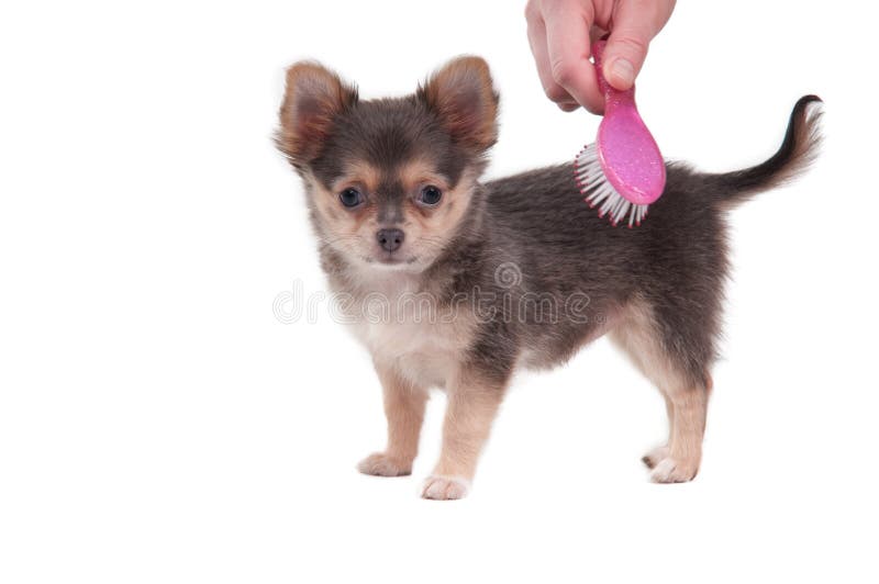 Tiny Chihuahua puppy is combed with a pink brush isolated on white background. Tiny Chihuahua puppy is combed with a pink brush isolated on white background