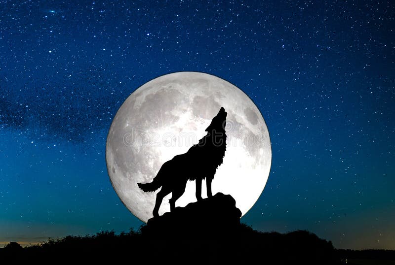 A sky full of stars and a wolf howling wirg moon background. A sky full of stars and a wolf howling wirg moon background