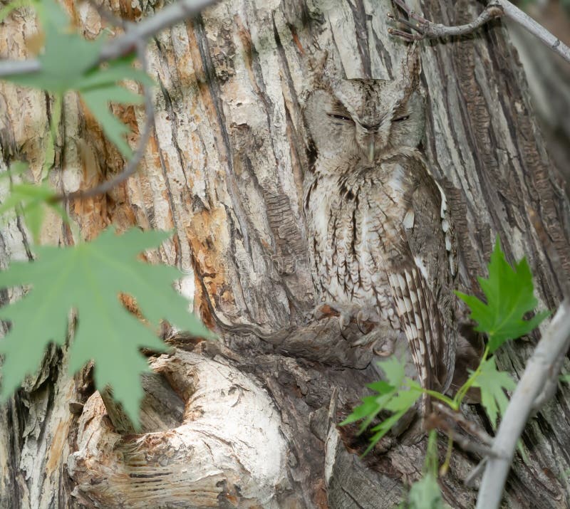 An Eastern Screech Owl is hiding in the open and blends in perfectly with the tree. An Eastern Screech Owl is hiding in the open and blends in perfectly with the tree.