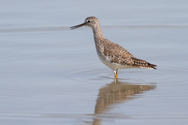 Lesser Yellowlegs (Tringa flavipes) foraging in a pond - Texas. Lesser Yellowlegs (Tringa flavipes) foraging in a pond - Texas