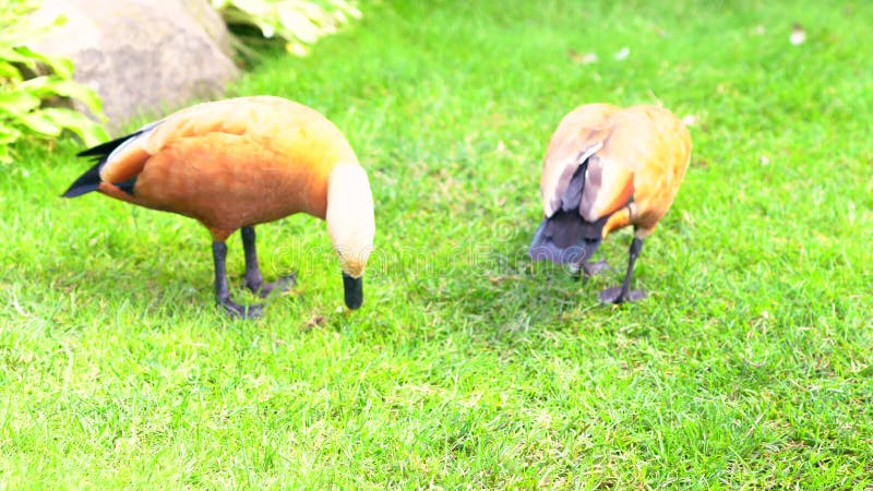 搜寻在短的绿草的两只野生鹅 股票录像