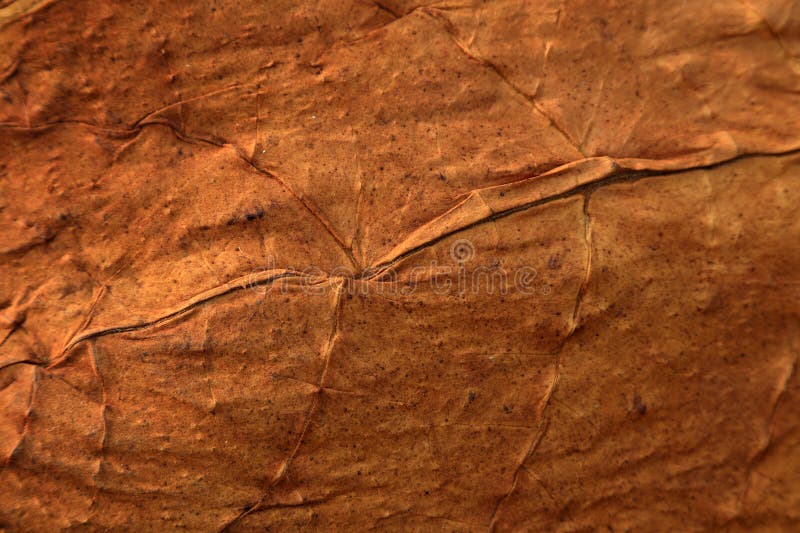 摊位上的干烟草 库存图片