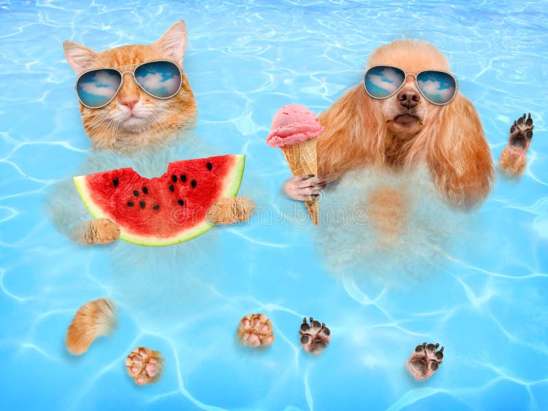 放松在海的猫和狗佩带的太阳镜 免版税图库摄影