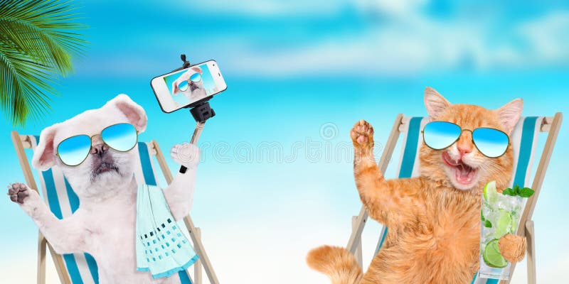 放松坐deckchair的猫和狗佩带的太阳镜 免版税库存照片
