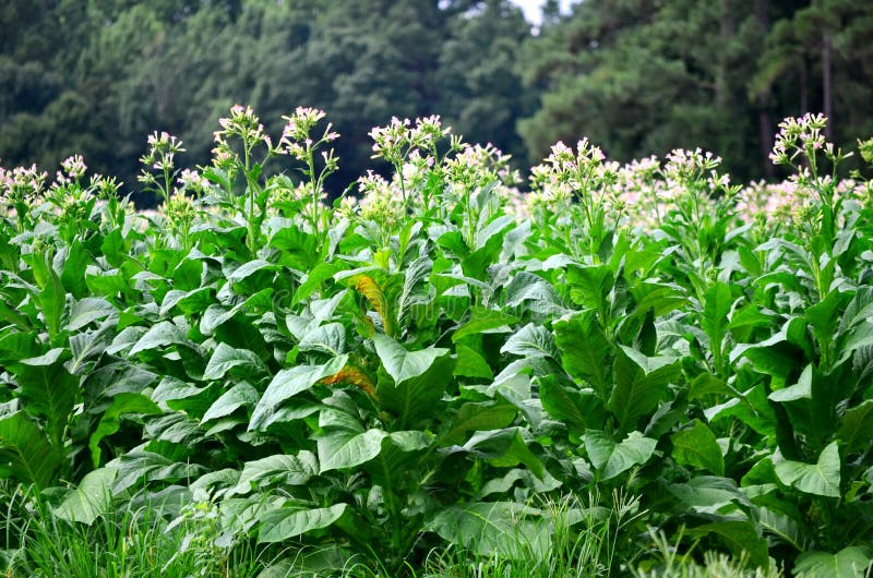 开花的烟草植物 库存照片