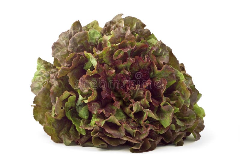 Large head of red leaf lettuce fresh from the garden isolated on white background with copy space, horizontal format. Large head of red leaf lettuce fresh from the garden isolated on white background with copy space, horizontal format