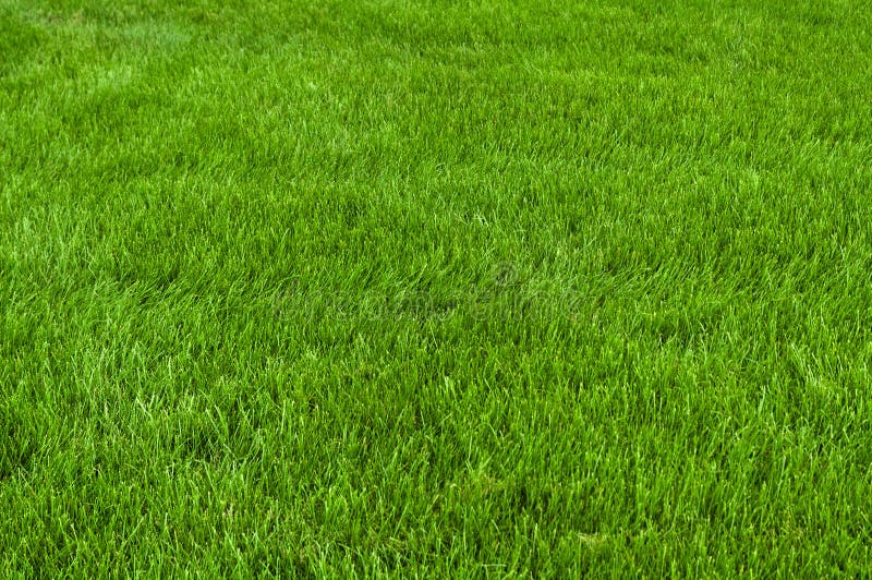 Neatly cut grass. Full frame short with wide depth of field. Neatly cut grass. Full frame short with wide depth of field.