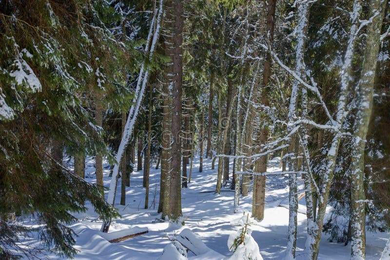 斯洛伐克波拉纳山冬季雪覆盖云杉林 免版税图库摄影